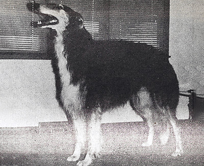 1981 Dog, Open - 3rd