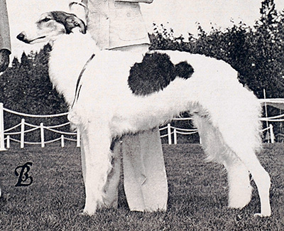 1981 Reserve Winners Dog