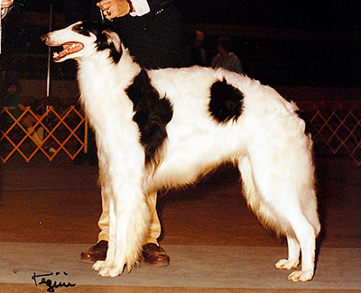 1981 Sweepstakes Dog, 12 months and under 18 - 3rd