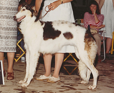 1982 Bitch, Bred by Exhibitor - 1st