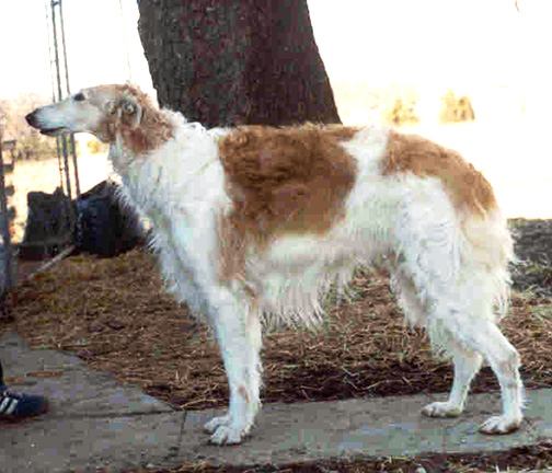 1982 Dog, American Bred - 1st