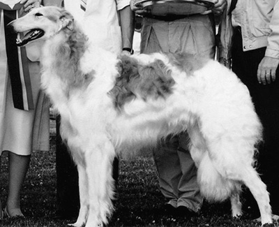 1982 Dog, Bred by Exhibitor - 4th