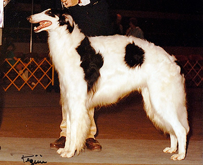 1982 Dog, Open - 3rd