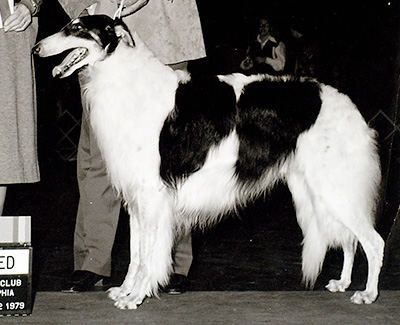 1982 Veteran Dog - 1st