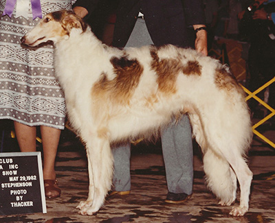 1982 Reserve Winners Dog