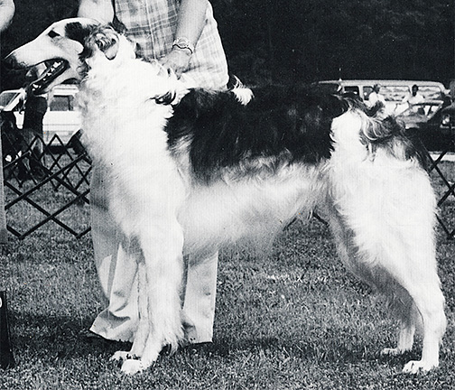1982 Sweepstakes Dog, 12 months and under 18 - 3rd
