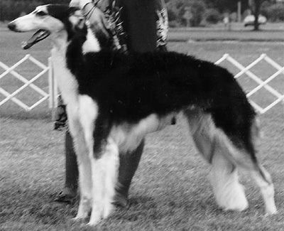 1983 Bitch, Bred by Exhibitor - 2nd