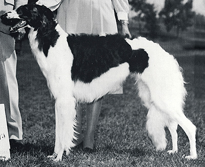 1983 Bitch, Bred by Exhibitor - 4th