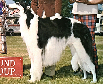 1983 Veteran Dog - 1st