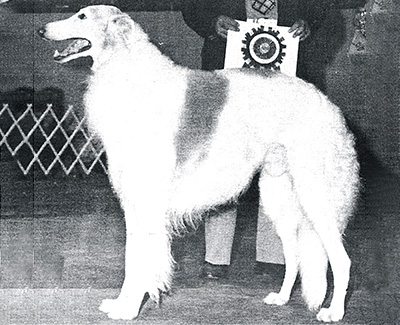 1983 Veteran Dog - 2nd