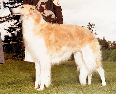 1983 Stud Dog Class - 4th