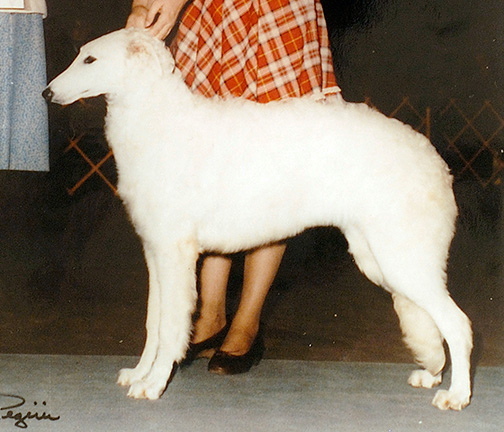 1983 Bitch, 6 months and under 9 - 2nd