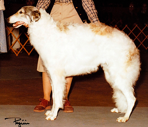 1983 Sweepstakes Dog, 9 months and under 12 - 1st
