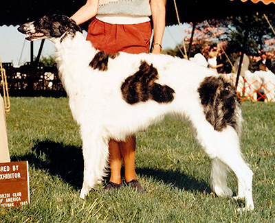 1984 Puppy Sweepstakes Bitch, 9 months and under 12 - 2nd