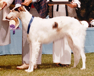 1984 Dog, 6 months and under 9 - 1st