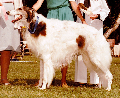 1984 Dog, Veteran 7 years and under 10 - 1st