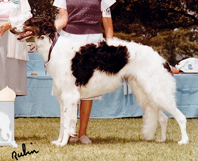 1984 Dog, 9 months and under 12 - 1st