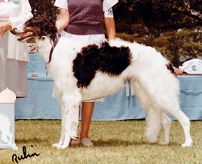 1984 Reserve Winners Dog