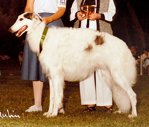 1984 Puppy Sweepstakes Dog, 12 months and under 18 - 1st