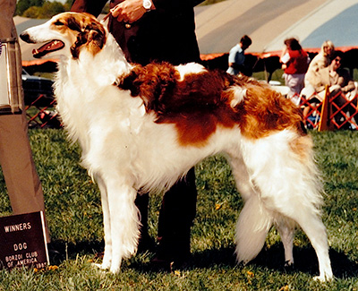 1985 Dog, American Bred - 1st