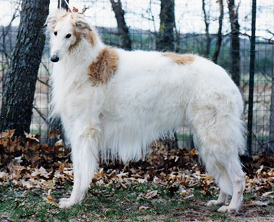 1985 Dog, Amerian Bred - 2nd