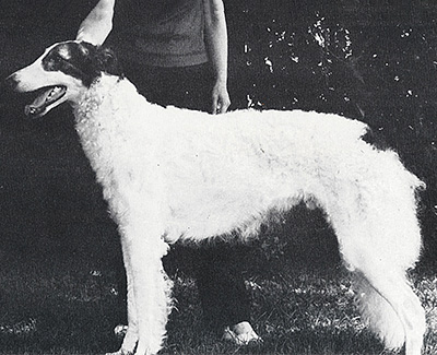 1985 Dog, Amerian Bred - 4th