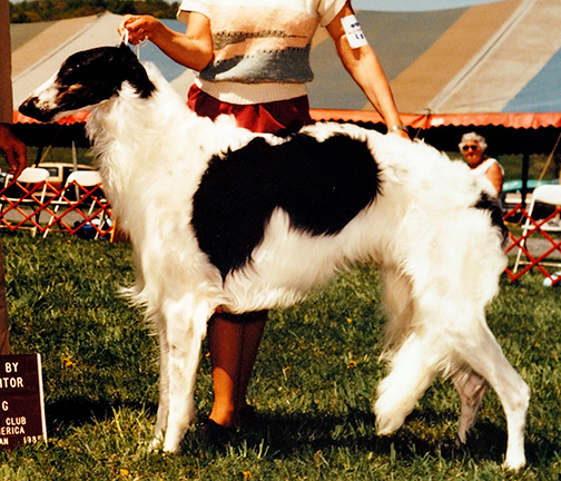 1985 Dog, Bred by Exhibitor - 1st