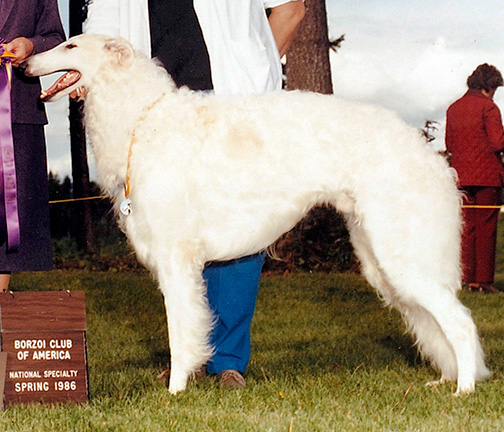 1985 Dog, Bred by Exhibitor - 4th