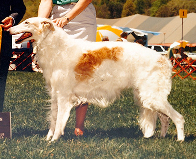 1985 Veteran Dog - 1st