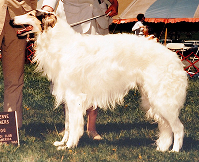 1985 Reserve Winners Dog