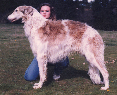 1986 Dog, 12 months and under 18 - 1st