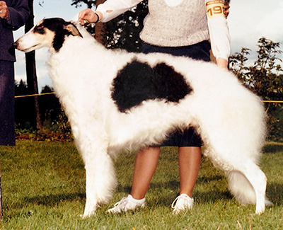 1986 Dog, Amerian Bred - 1st