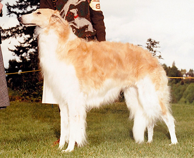 1986 Veteran Dog - 1st