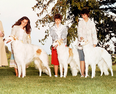 1986 Stud Dog Class - 1st