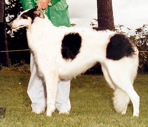 1986 Best in Puppy Sweepstakes