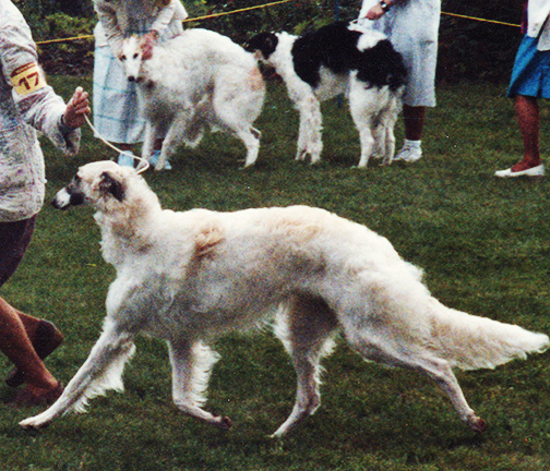 1986 Puppy Sweepstakes Bitch, 9 months and under 12 - 4th