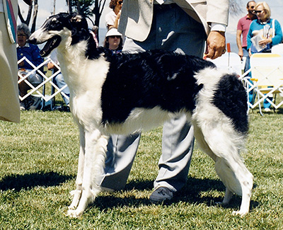 1987 Bitch, 6 months and under 9 - 1st