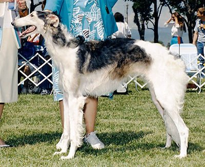 1987 Bitch, 9 months and under 12 - 1st