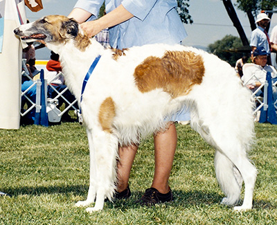 1987 Bitch, Amerian Bred - 1st