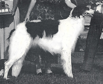 1987 Bitch, Bred by Exhibitor - 4th