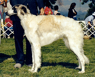 1987 Dog, 6 months and under 9 - 1st