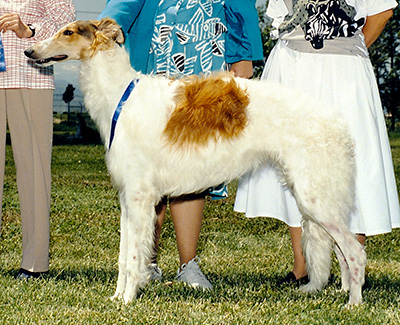 1987 Dog, 9 months and under 12 - 1st