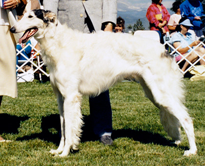 1987 Dog, Amerian Bred - 1st