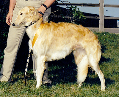 1987 Dog, Amerian Bred - 4th