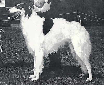 1987 Dog, Bred by Exhibitor - 2nd