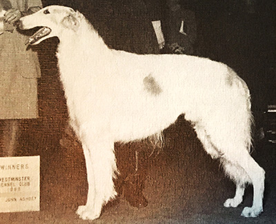 1987 Dog, Bred by Exhibitor - 4th