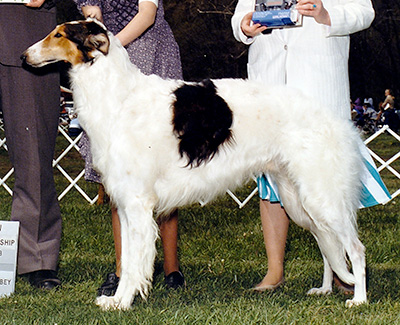 1987 Obedience Novice Class 'B' - 3rd