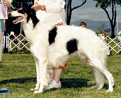 1987 Reserve Winners Dog
