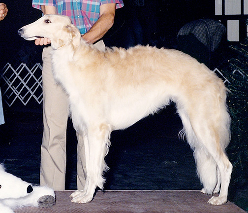 1987 Best in Puppy Sweepstakes