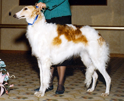 1988 Bitch, Amerian Bred - 1st